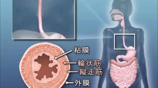 目で見る医学の基礎 第2版　Vol.6 消化器系