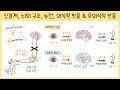 [중3_자극과 반응] 2강. 신경계(중추신경, 말초신경)￨뇌와 척수￨뉴런￨의식적 반응&무의식적 반응(조건 반사, 무조건 반사)￨무릎 반사🧐