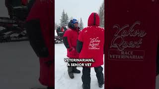 FNSB Veterinarian, Dr. Pinto, works the Yukon Quest 2025