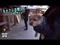 愛犬キチ 2024年末に大國魂神社に行く 【 dog ノーフォークテリア norfolkterrier shrine】