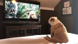 Bulldog Has Incredible Reaction To Actress In Trouble