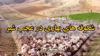 شکوفه های بهاری در عجب شیر