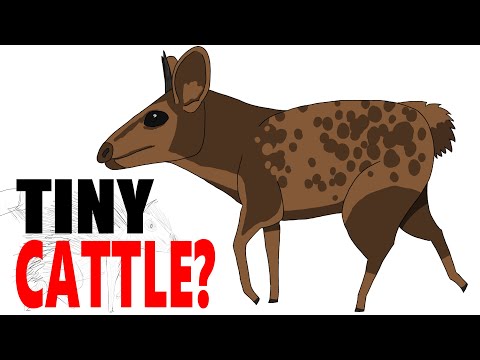 Cows Evolving To Be Small Cattle Seedworld Housepetscare