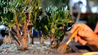 Pruning My Jade Bonsai Forest, The Bonsai Zone, Dec 2020