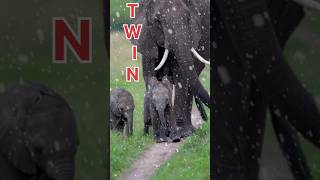 Elephant Family Bonding: Mother Walks with Twins! #animals #wildlife #shorts #viralvideo