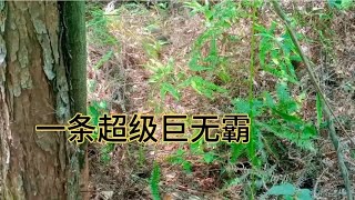 惊魂的一幕！又去桃源甲鱼笼了！被一条超级巨无霸烂在草路上。