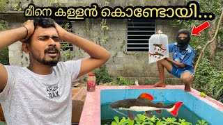 5000₹ വില വരുന്ന മീനുകളെ കള്ളൻ കൊണ്ടോയി...🥲 | fish stolen by straneger | red tail cat fish