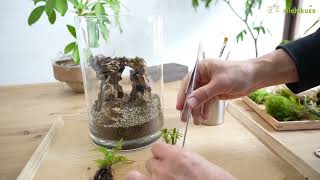 Micro landscape production sharing #mossmicrolandscape #desktopmicrolandscapegreenplants #productio