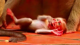 almost die, little baby monkey swallows fruit stuck in throat