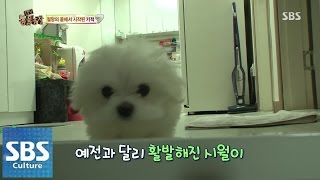 시월이 그 이후 이야기 @TV동물농장 150111