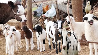 Farm animals living in the village, milking the cow