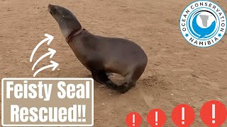 Feisty Seal Rescued!!