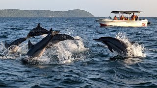 Dolphin Watching near Trincomalee, Sri Lanka