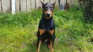 Spoiled Doberman not ready for ride to be over, throws tantrum