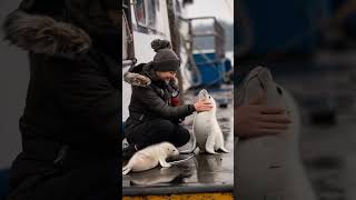 two cute little seal