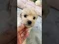 ミックス犬 ポメプー三女ちゃんです *ﾟ▽ﾟ*