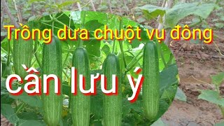 Trồng và chăm sóc dưa chuột vụ đông giống VA.68, cách trồng dưa chuột vụ đông, thời vụ trồng dưa leo