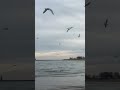 Sea Gulls Attack #shorts #nature #seagulls #lake