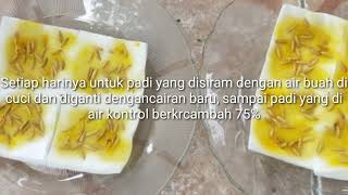 Pengaruh zat hambat terhadap Perkecambahan biji \