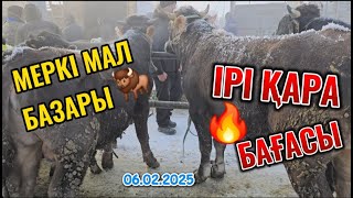 ІРІ ҚАРА БАҒАЛАРЫ /МЕРКЕ МАЛ БАЗАР 06.02.2025 /СКОТНЫЙ РЫНОК