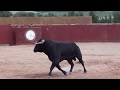 Toros de Samuel Flores