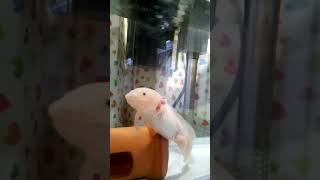 【うぱさん】よたよた犬かきで泳ぐウーパールーパーがサバイバル向きでなさそう #shorts #axolotl