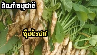 បន្លែធម្មជាតិ៖ មុឺមឆៃថាវ អាចយកទៅធ្វើម្ហូបបានច្រើនមុខ ស្លឹកវាក៏អាចធ្វើជ្រក់បានទៀត