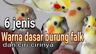 46++ Ciri burung falk jantan dan betina terbaru