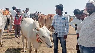 गावरान जातीचा पांढरा शुभ्र खोंड 25 हजार रुपये किंमत राजुर बैल बाजार बघा संपूर्ण व्हिडिओ #पशुमंडी