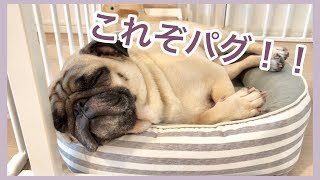 のんびりまったり…これぞパグ！！its omame The Pug