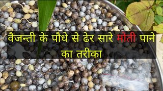 वैजन्ती के पौधे से ढेर सारे मोती पाने का तरीका | Vaijanti Plant