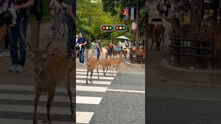 この鹿は信号が開くのを待っています。 Nara Park deer 🦌 n japan #deerpark