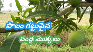 పొలం గట్టుపైనా పండ్ల మొక్కలు | fruit plants@prakruthitho mamekam