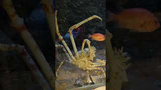 所見異常なし👍️【タカアシガニ】～おなかがキレイ～『高脚蟹：Spider crab』