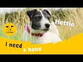 Hettie the joyful Jack Russell Terrier | Dogs Trust Leeds