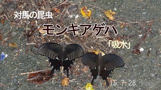 モンキアゲハ「吸水」 150728