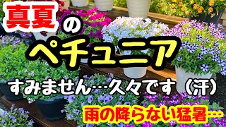 ◆【真夏のペチュニア】猛暑で大変…