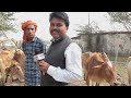 dairy farm and goat farm ।तीन पीढ़ी से गाय बकरी और भैंस पालन । gay bains bakri palan ।