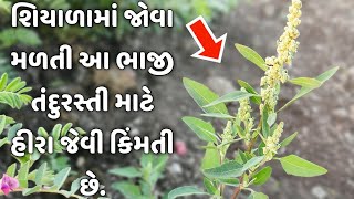 શિયાળામાં જોવા મળતી આ ભાજી તંદુરસ્તી માટે હીરા જેવી કિંમતી છે.