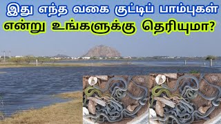 இந்த வகை பாம்புகள் | குட்டியில் இப்படித்தான் இருக்கும் | இந்தப் பாம்பு இனங்களை அறிவோம் | Snake_Saga