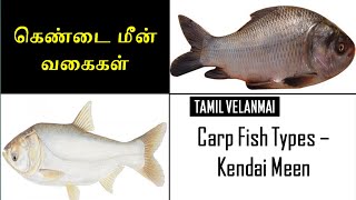 கெண்டை மீன் வகைகள் ||  Kendai Meen  || Carp Fish Types ||  Meen Valarpu ||  Tamil Velanmai