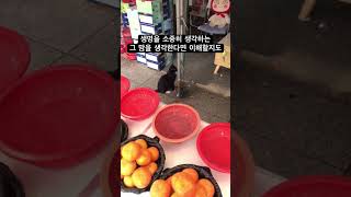 길냥이에게 선택받은 과일가게