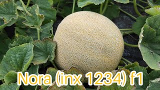 Диня Нора/Nora f1 ( inx 1234 f1 ) Innova seeds