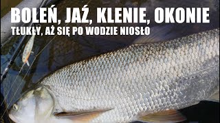 Tłukły, aż się po wodzie niosło - boleń, jaź, klenie i okonie