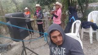 Trio Suspiro Huasteco de Gavilan, Ixcatepec.. el gallo