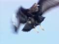 Buzzard display/territorial flight maneuvers