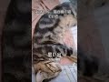 起きたら、　　　　　　猫が隣で寝ていた