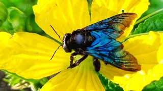 Carpenter bee on a yellow flower / Xylocopa