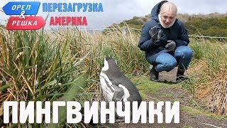 Пингвины Ушуайи! Орёл и Решка. Перезагрузка. АМЕРИКА