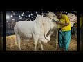 Dj Cattle Farm Karachi || Fibbi Cattle Farm 2021 Full Collection Video || Latest Update 2021